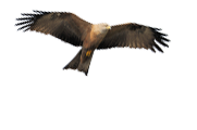 Der Kühkopf - Natur in Hessen - Das Europavogelreservat am Rhein